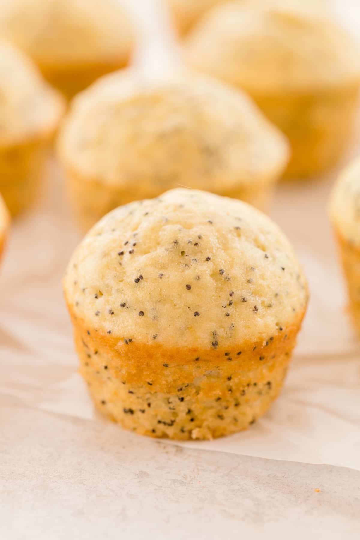 poppy seed muffin